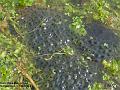 2004-0311frogspawn